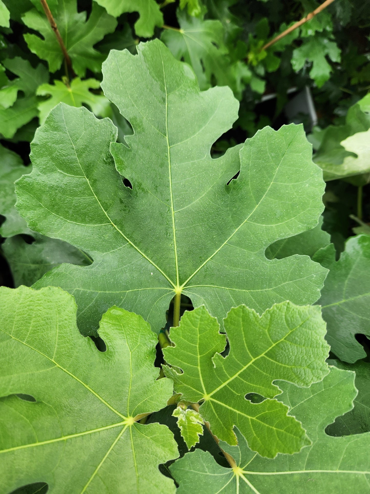 Pastilliere Fig