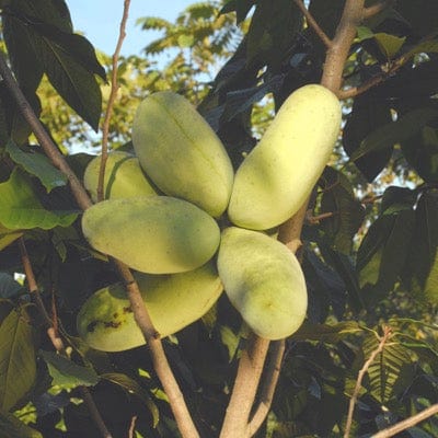 Maria's Joy Paw Paw