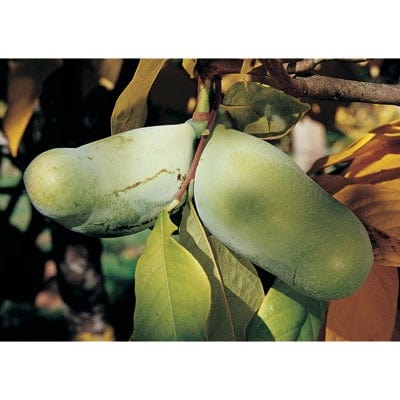 Rebecca’s Gold Paw Paw