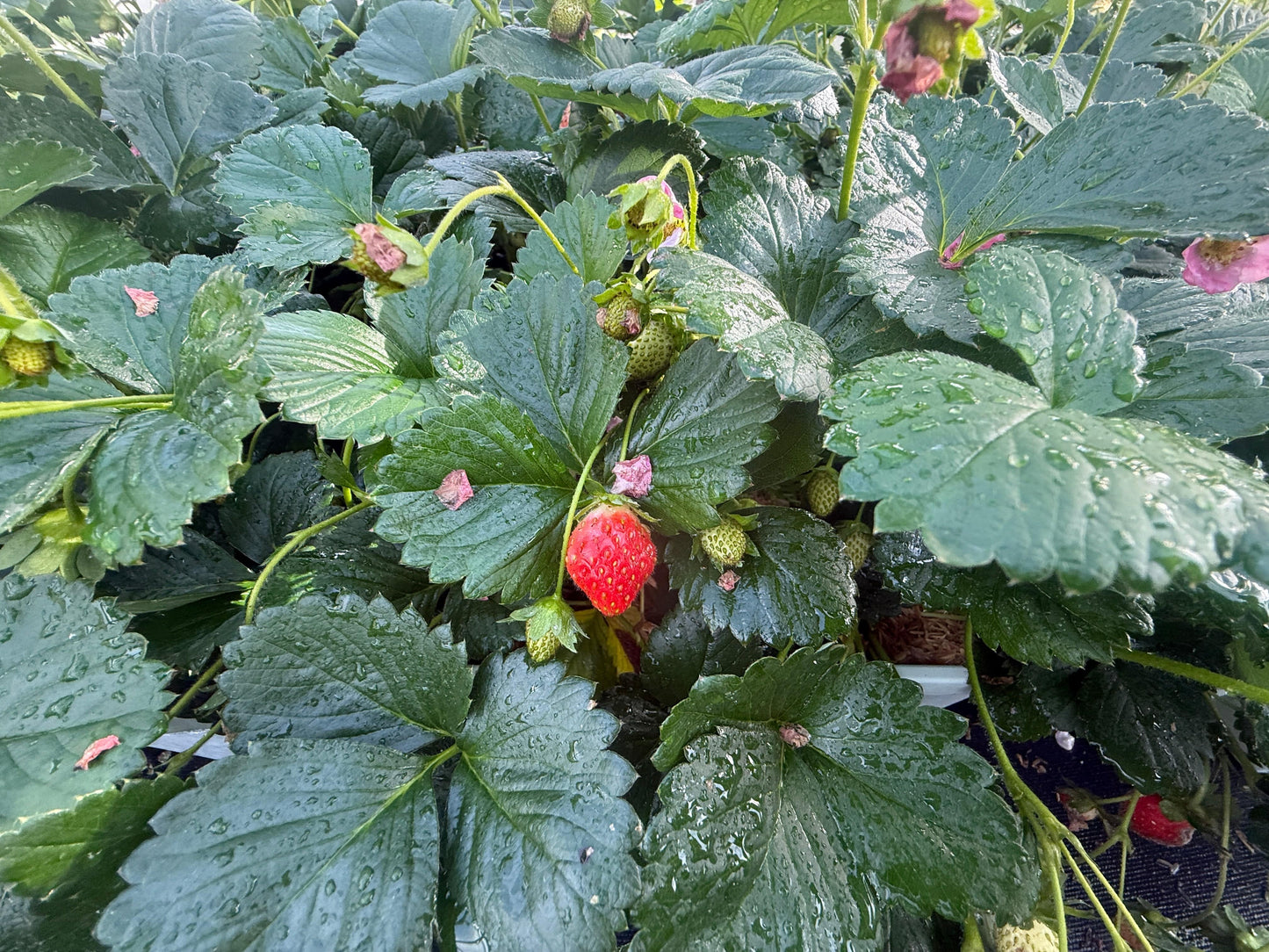 Bushel And Berry® Rosy Belle™ Strawberry