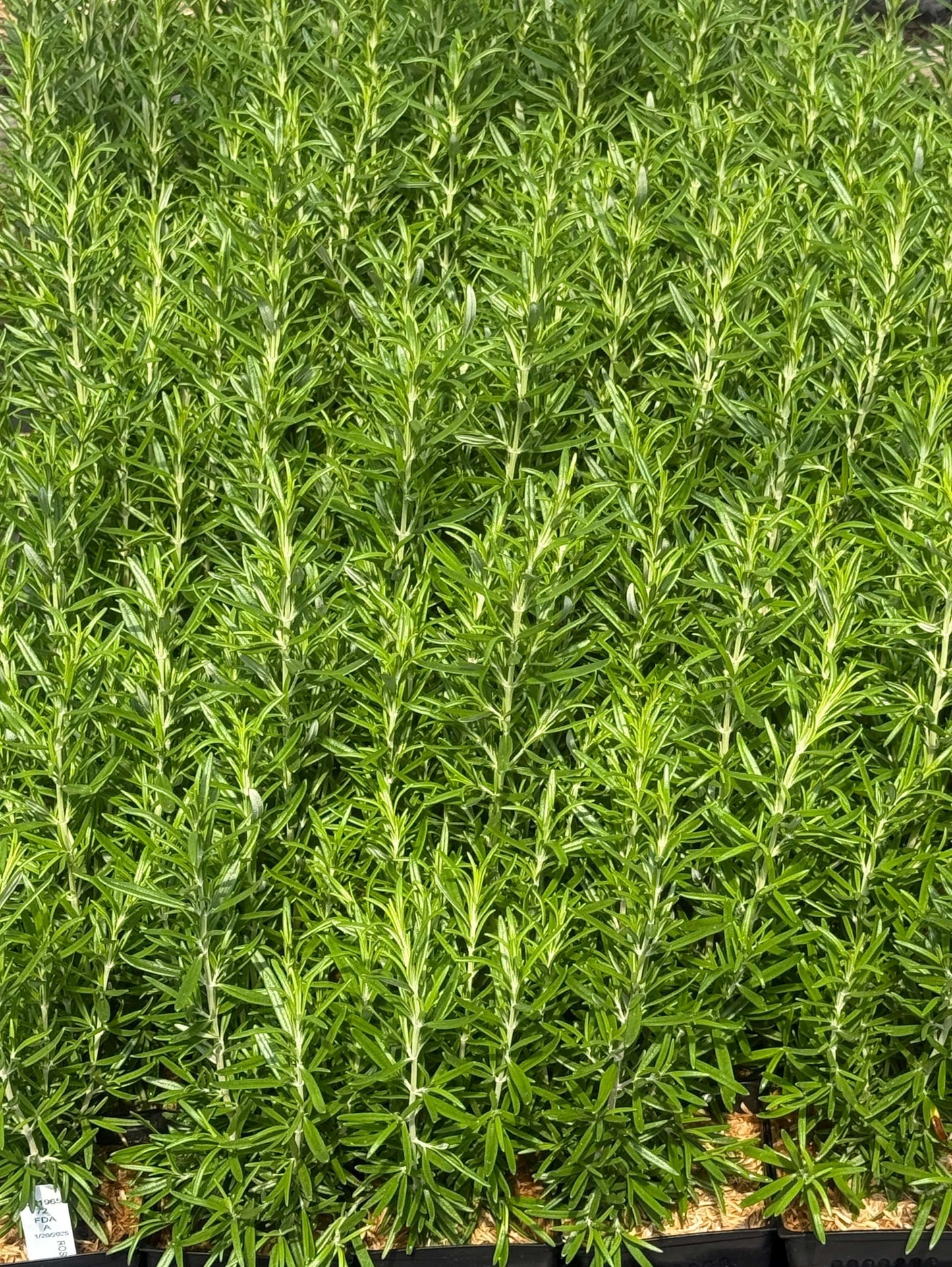 Barbecue Rosemary