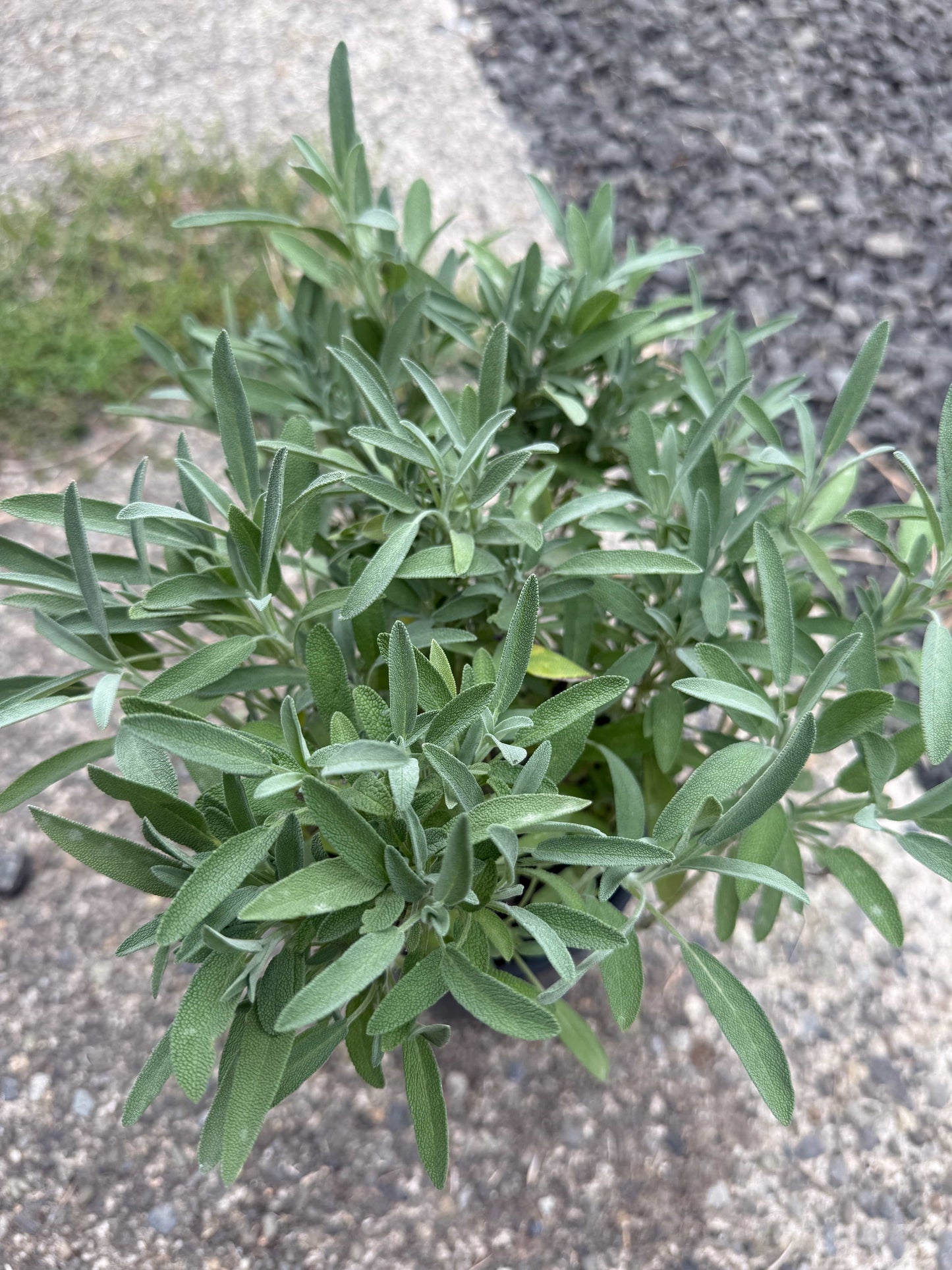 Alpha Robert Grimm Dwarf Culinary Sage