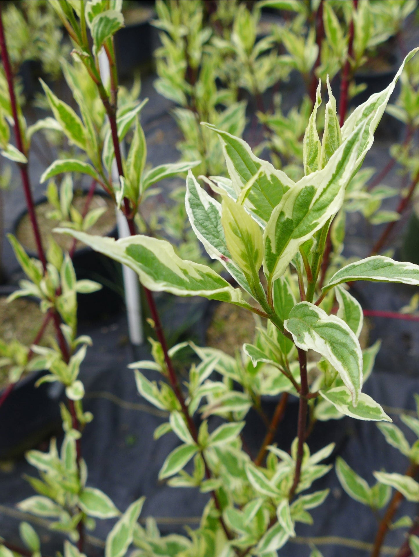 Variegated Red Twig Dogwood