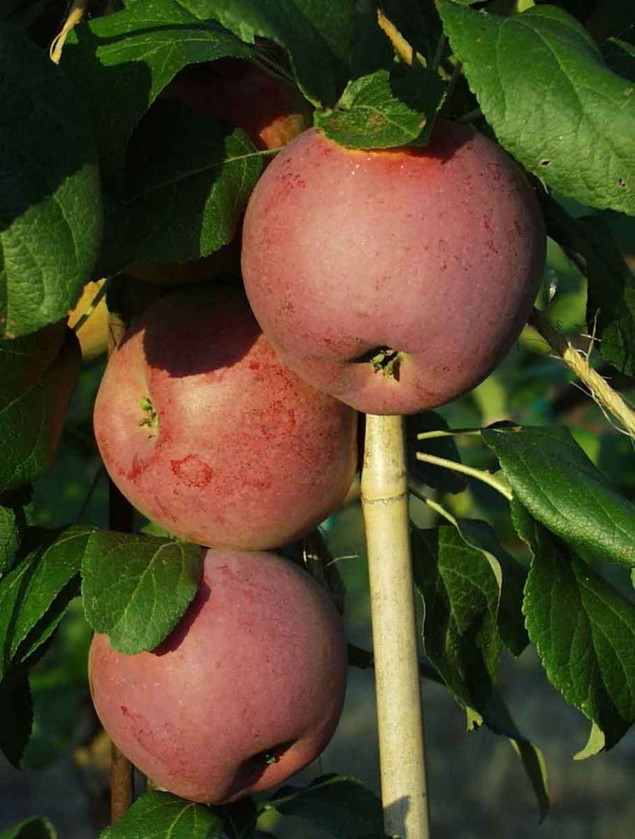 Liberty Apple