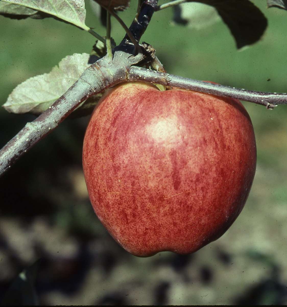 Sunrise Apple