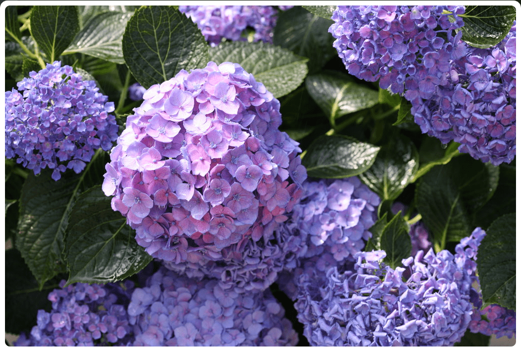 Let's Dance® Blue Jangles® Reblooming Hydrangea