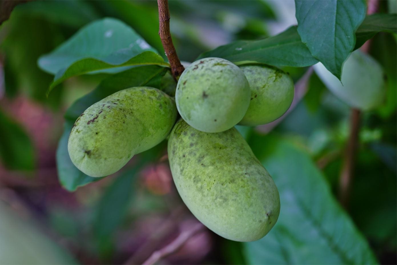 Potomac® Paw Paw