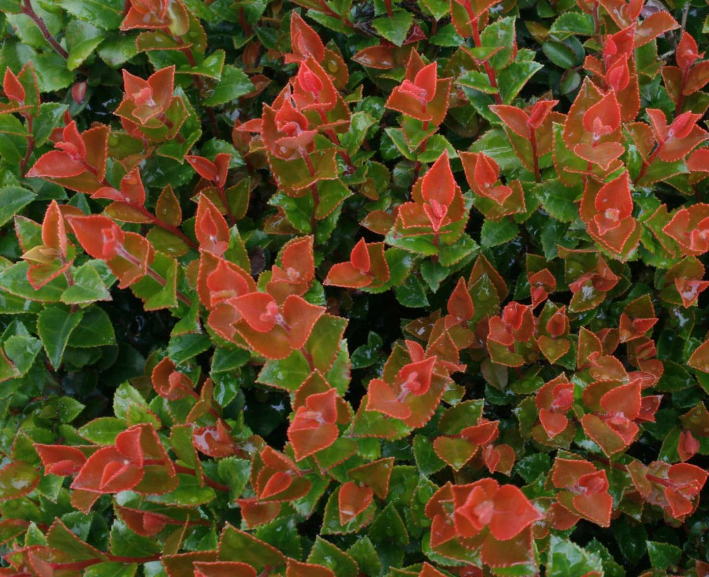 Scarlet Ovation Huckleberry