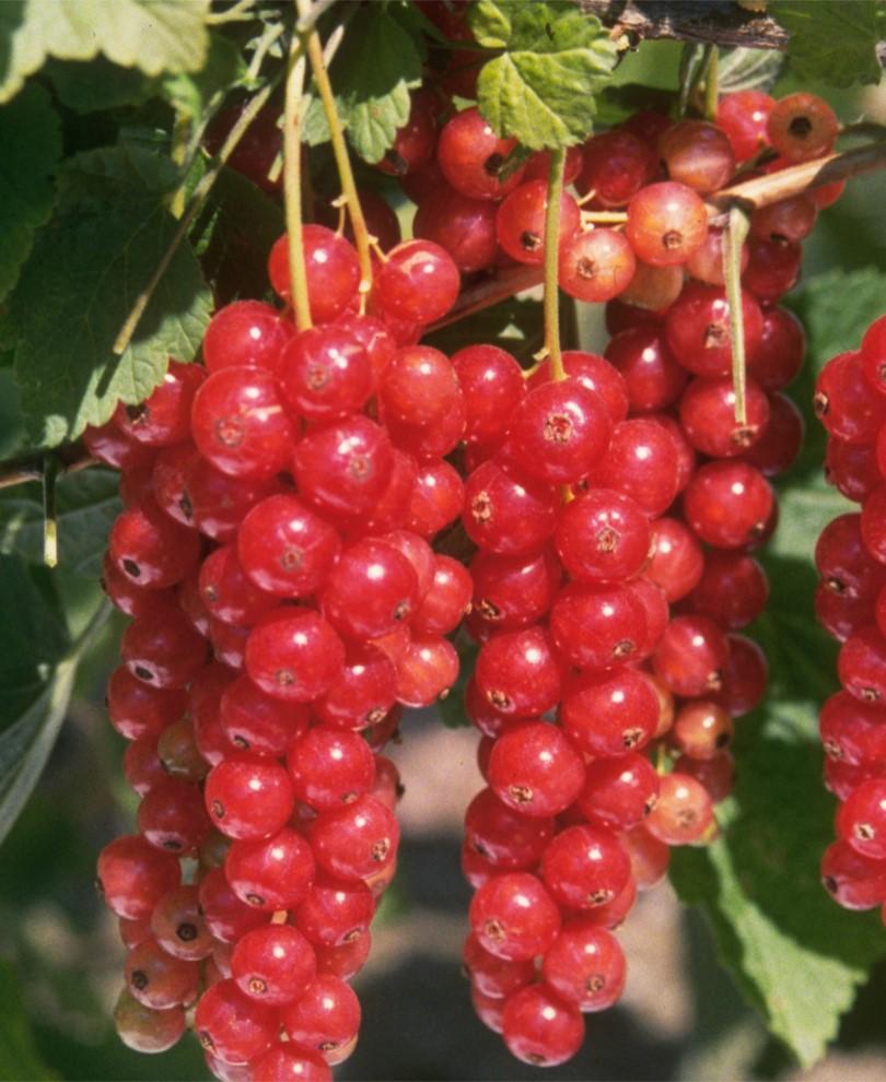 Jonkheer Van Tets Currant