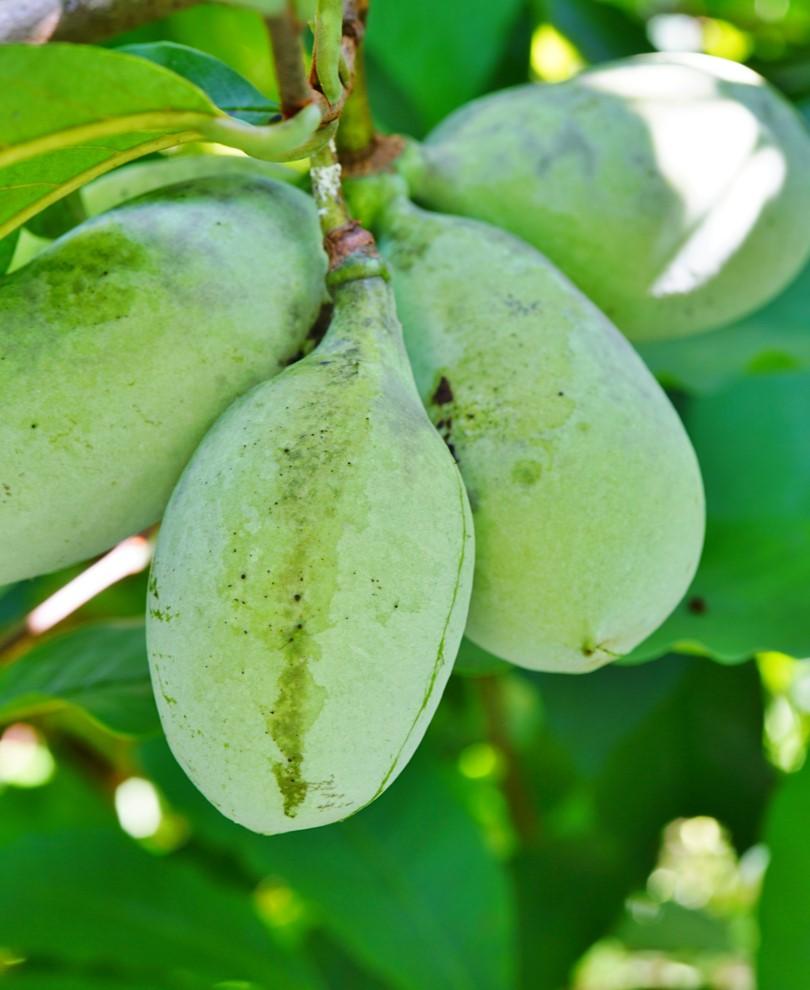 Ford Amend Paw Paw