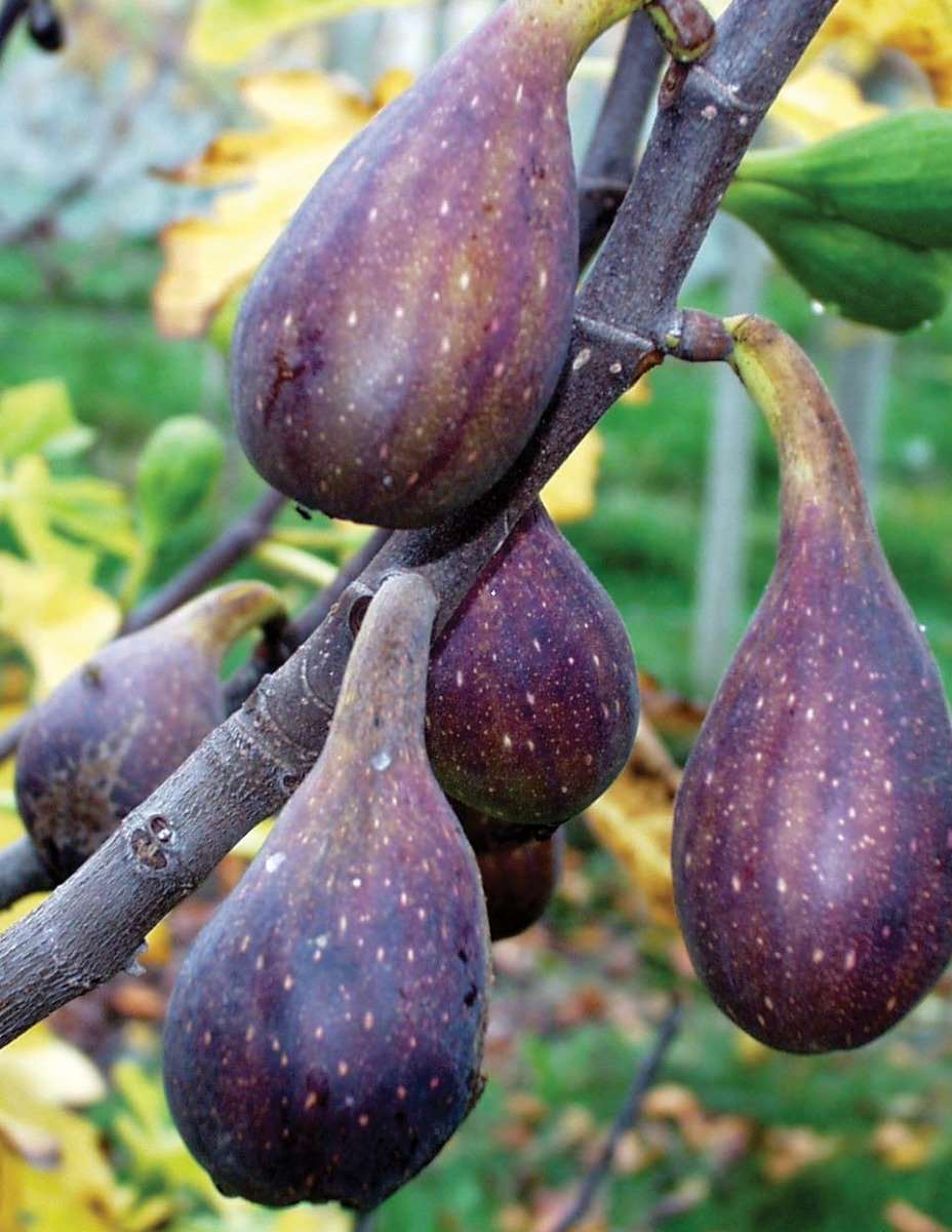 Nordland Fig