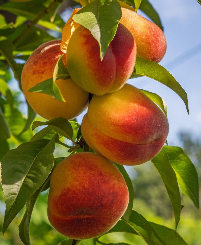 Harken Peach