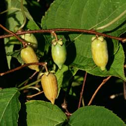 Hot Pepper™ Female Silver Vine Kiwi