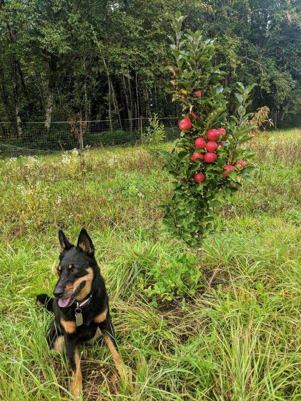 Scarlet Sentinel Columnar Apple