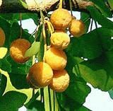 Salem Lady Female Ginkgo