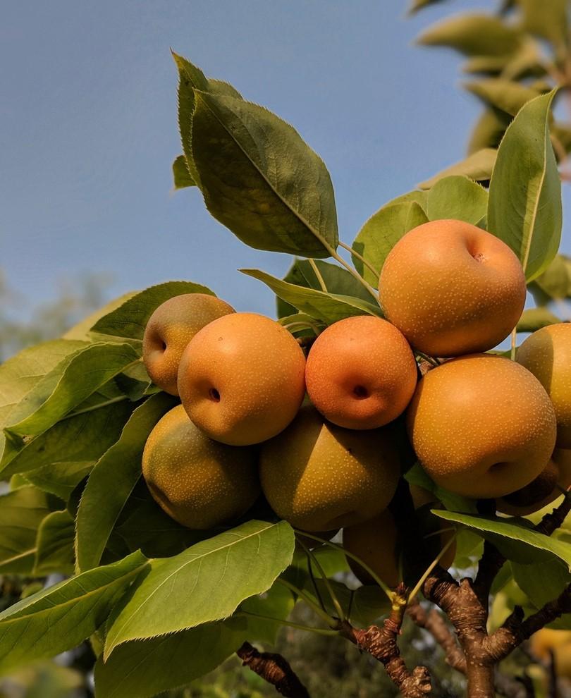 Kosui Asian Pear