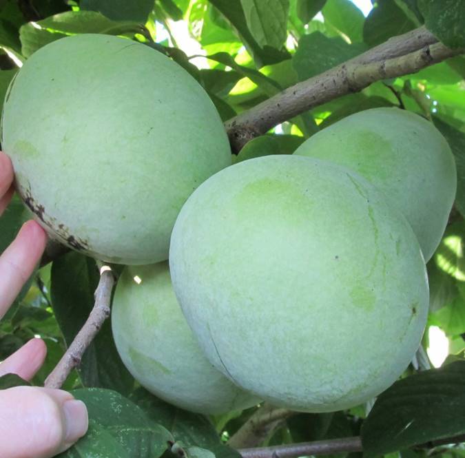 KSU Benson ™ Paw Paw