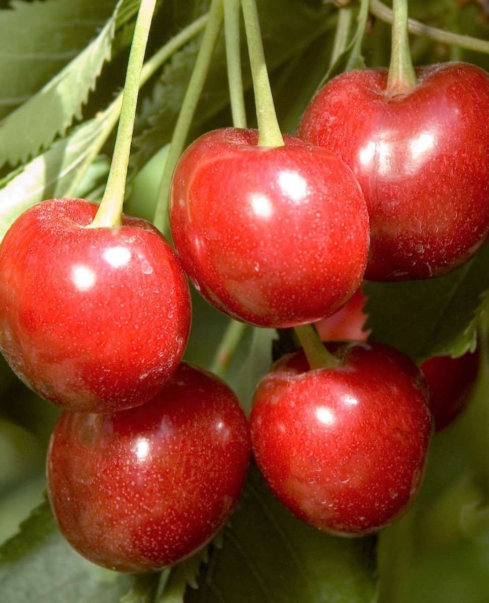 Minnie Royal Cherry
