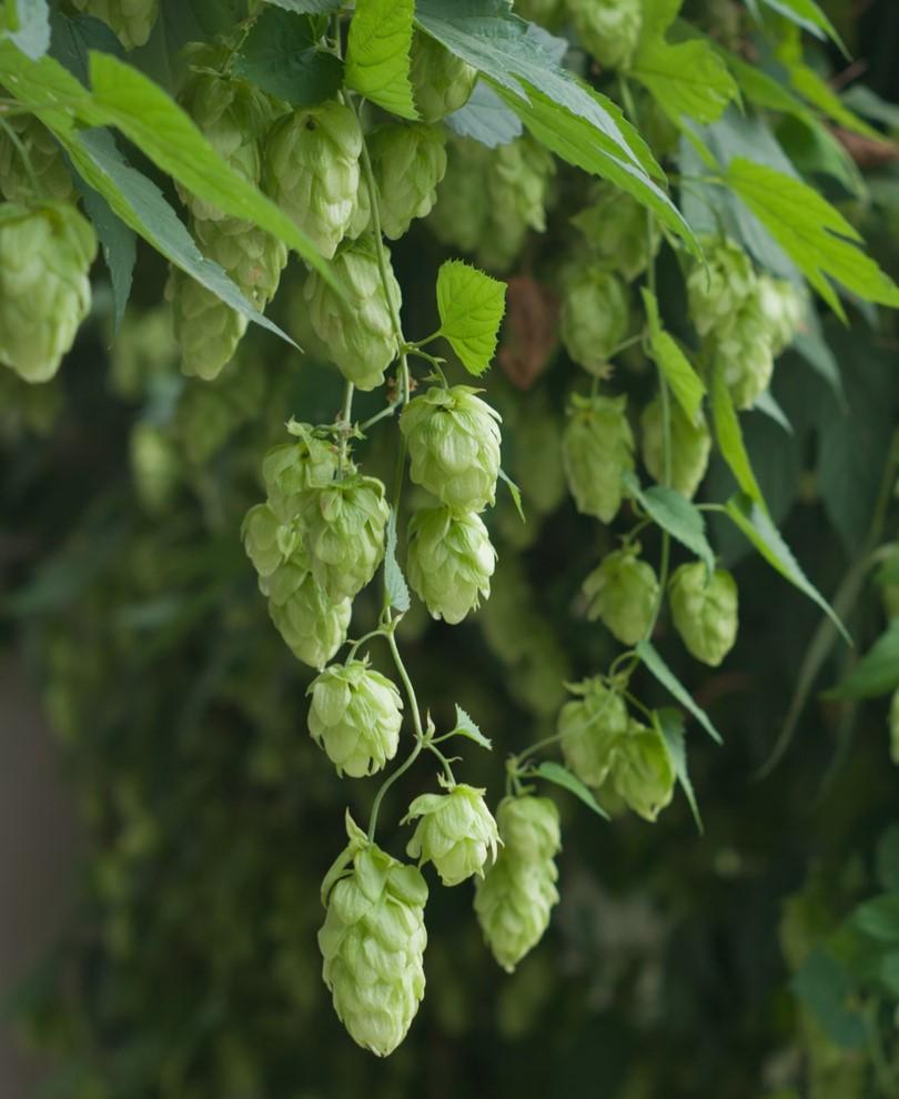 Mt. Hood Hops