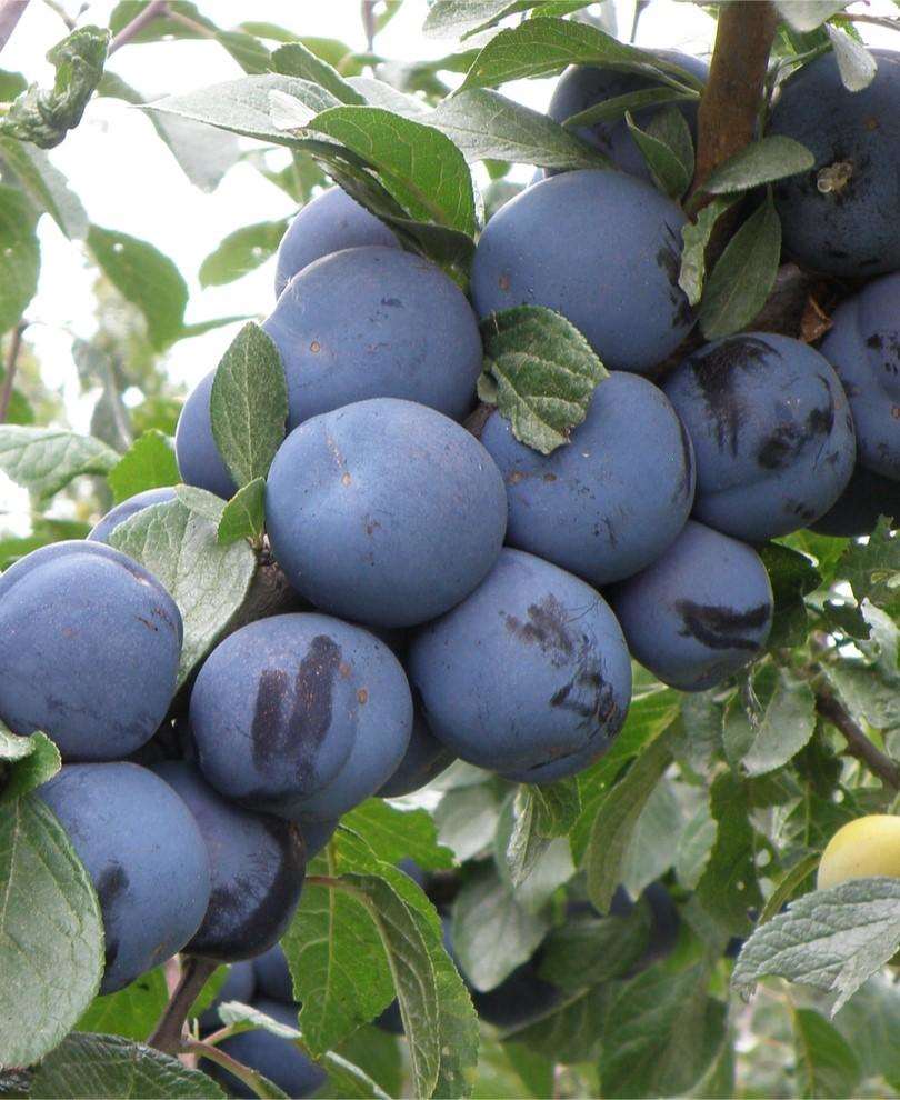 Mount Royal European Plum