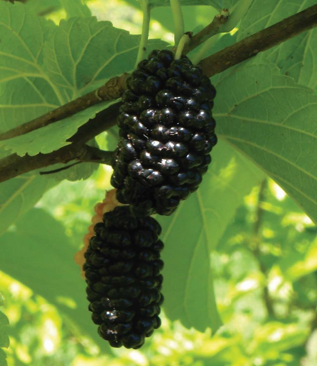Silk Hope Mulberry