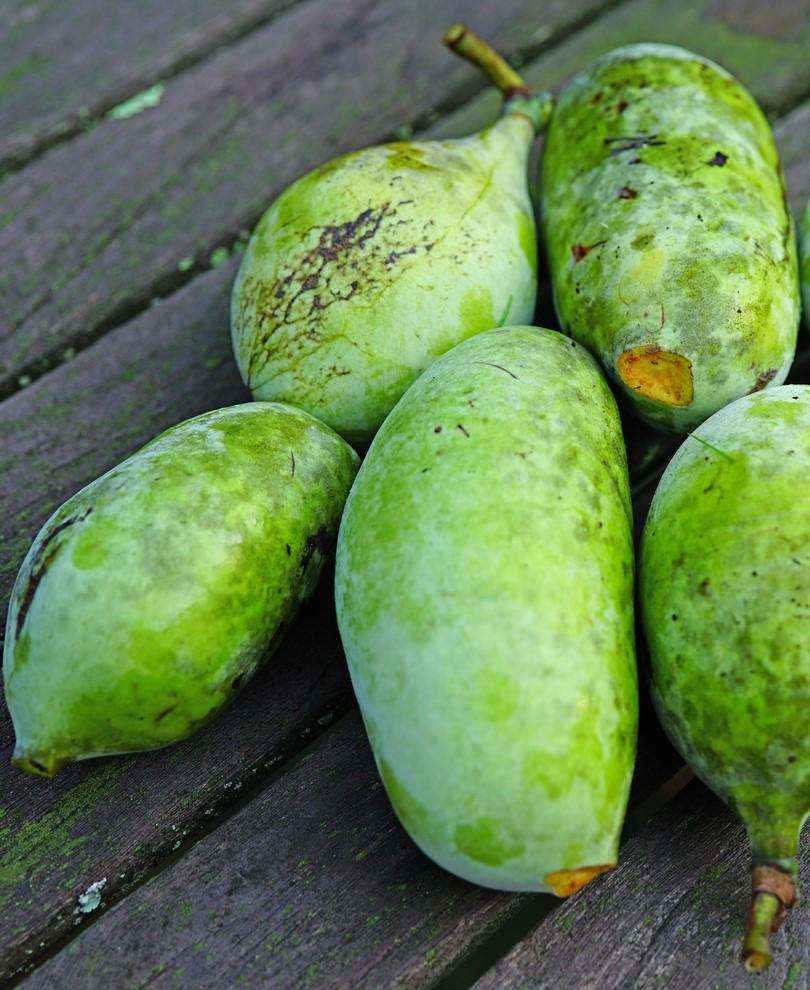 NC 1 Paw Paw