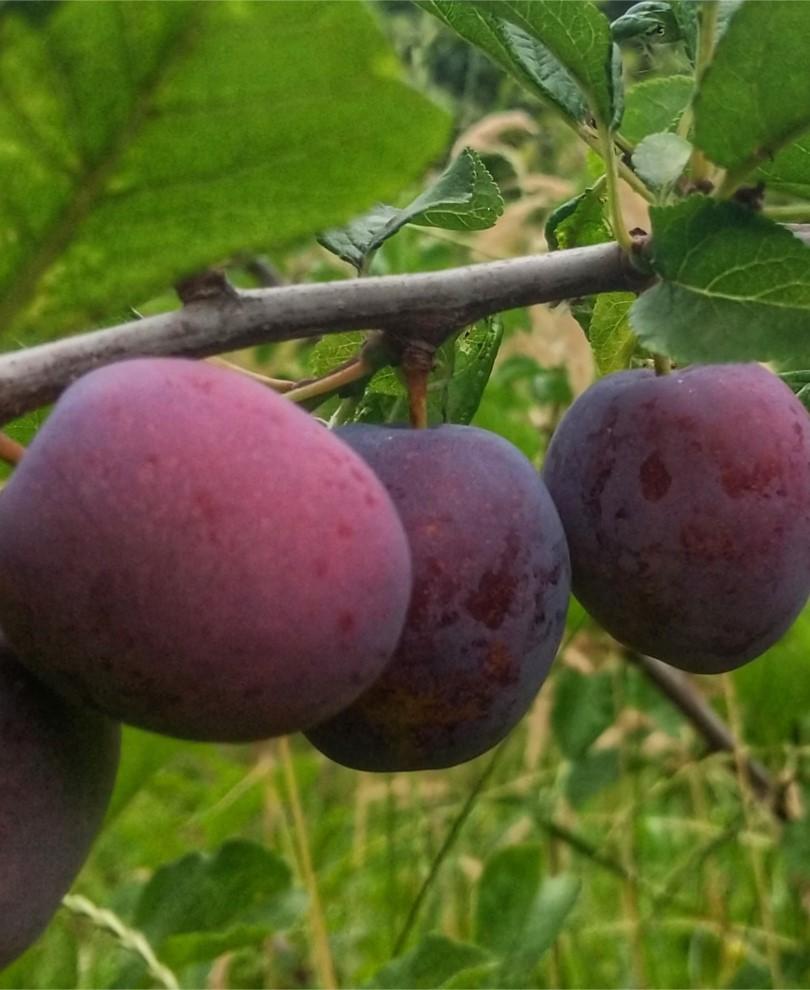 Opal European Plum