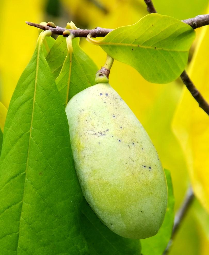 Pennsylvania Golden Paw Paw