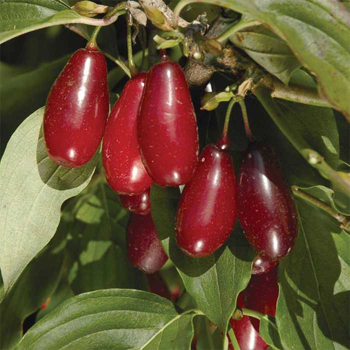 Pioneer™ Cornus Mas