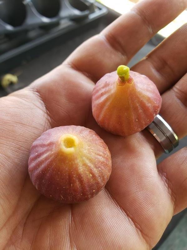 Little Ruby Fig