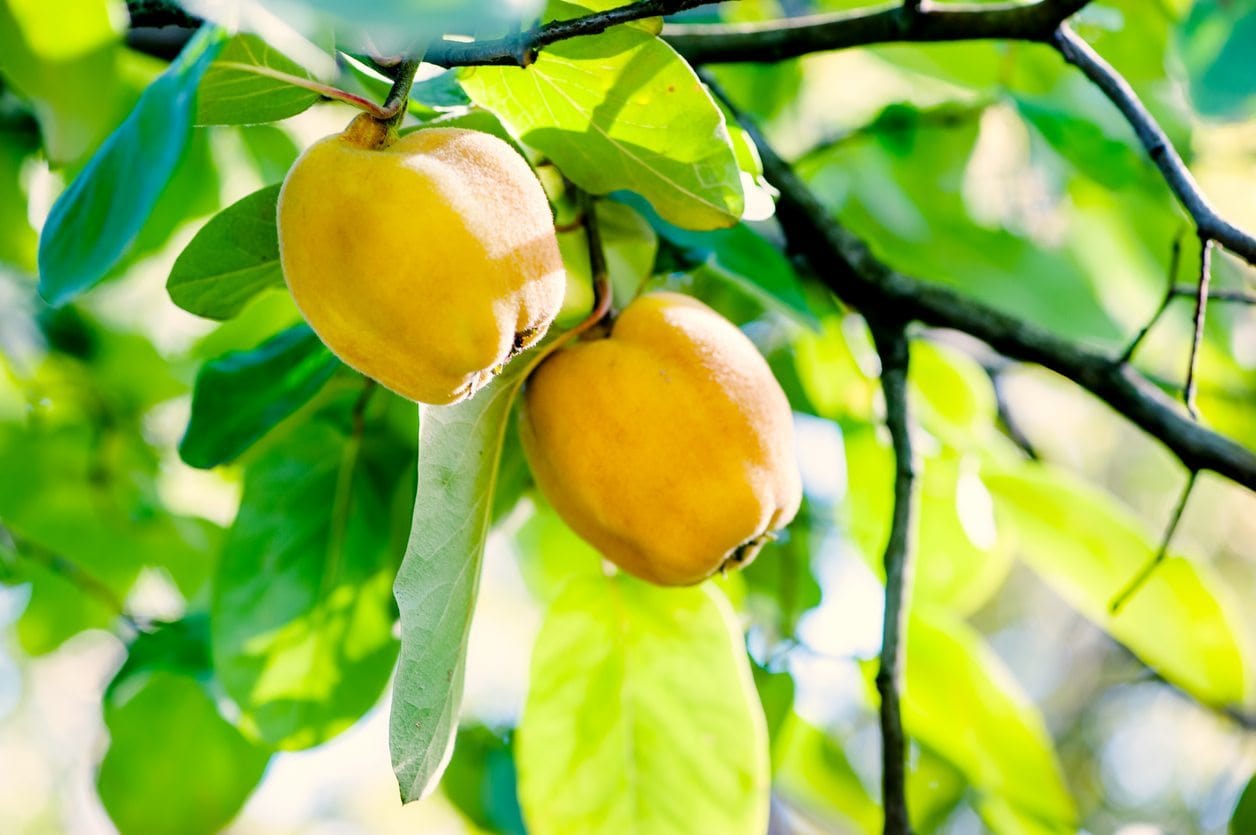 Rich's Dwarf Quince