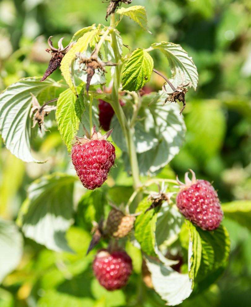 Rosanna Red Raspberry