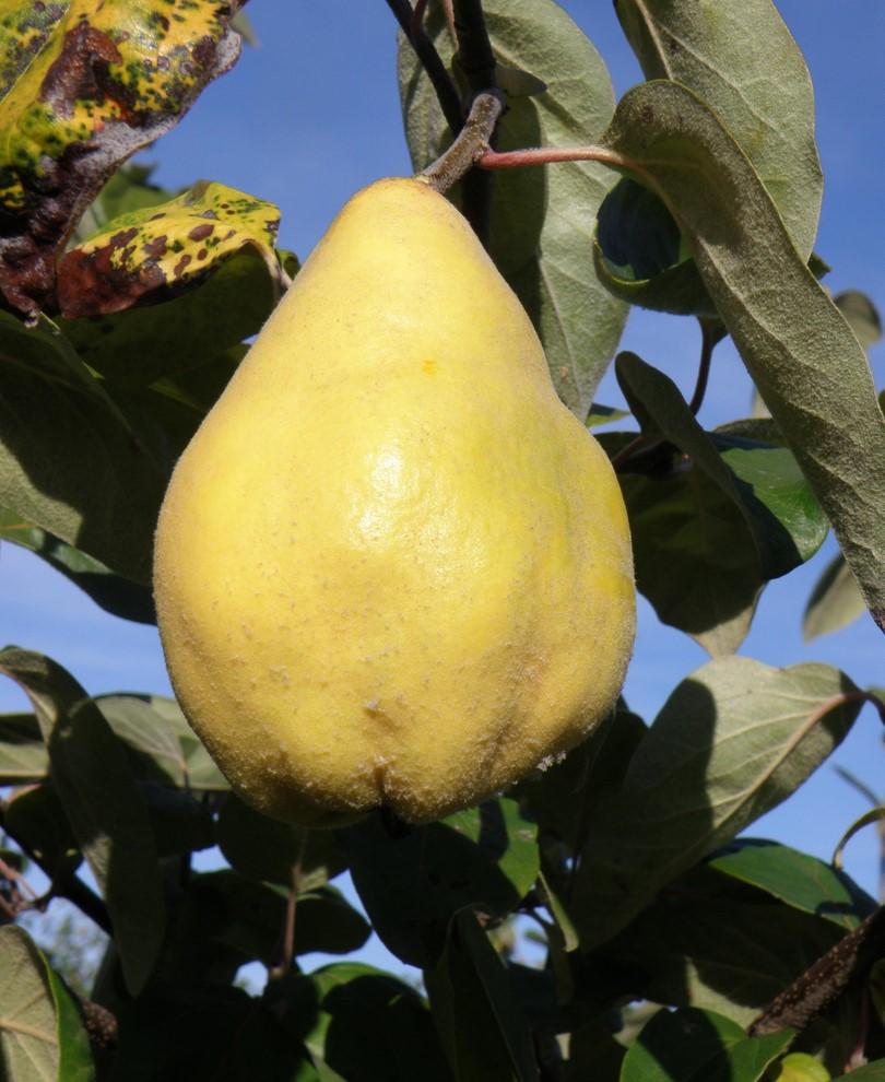 Seker Gevrek Quince