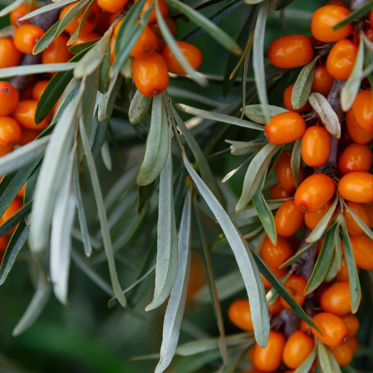 Sirola™ Seaberry