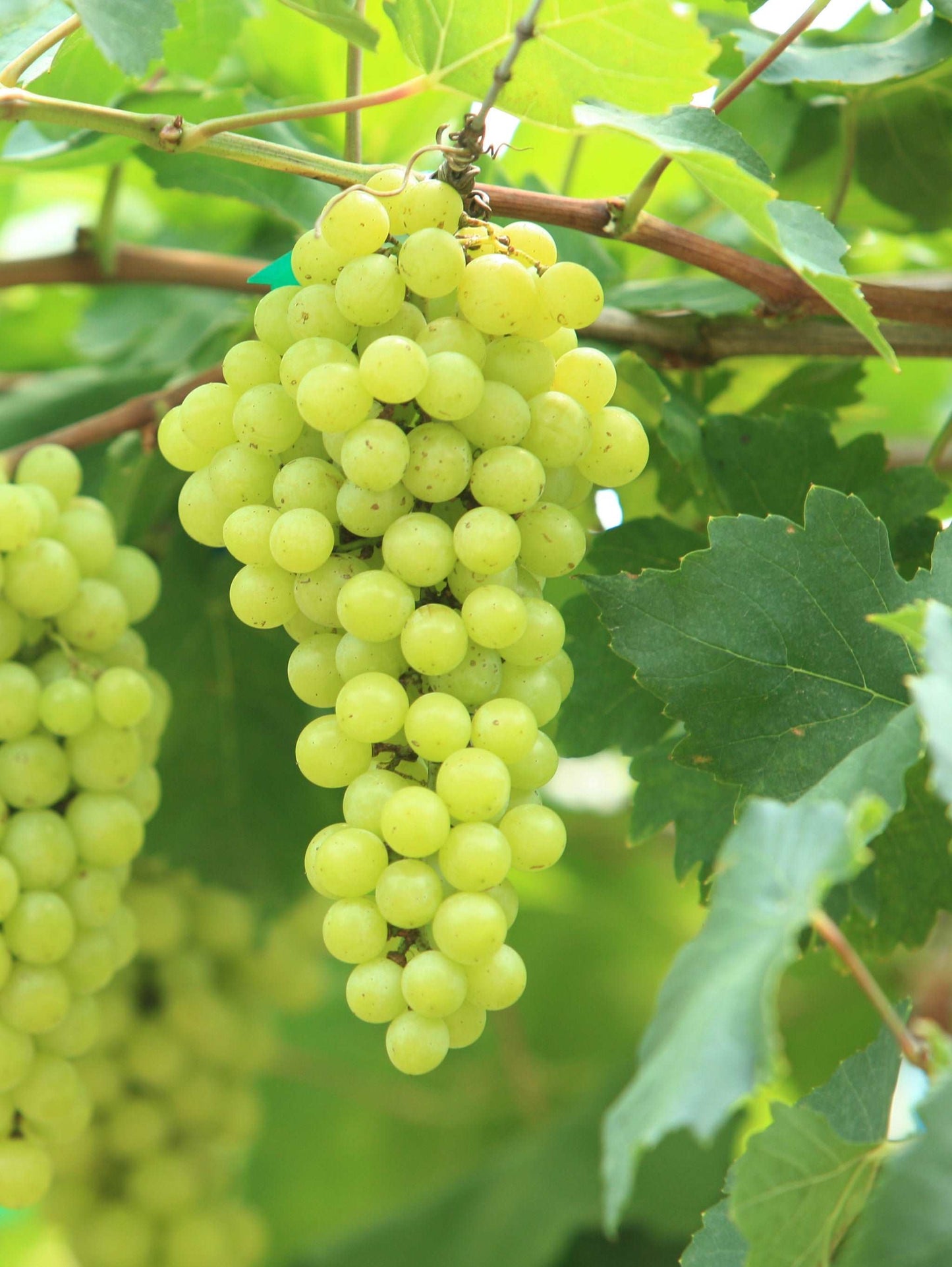 Aurore Grape