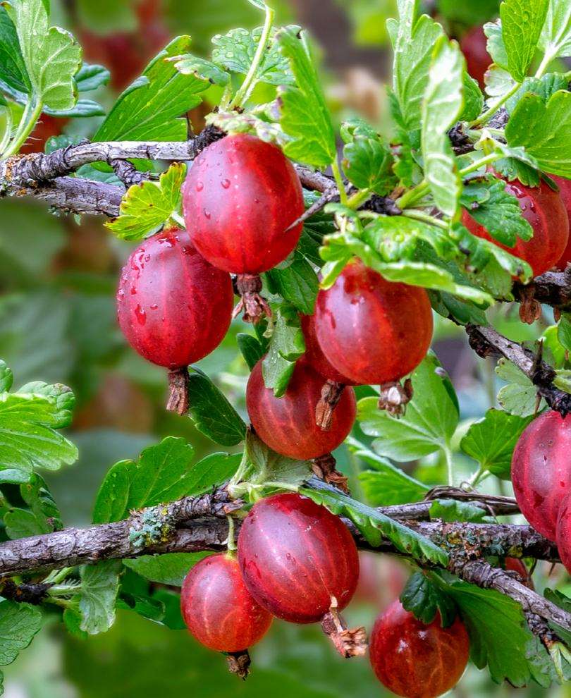 Tixia Gooseberry