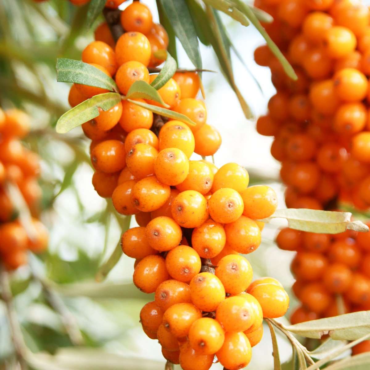 Orange Energy® Seaberry