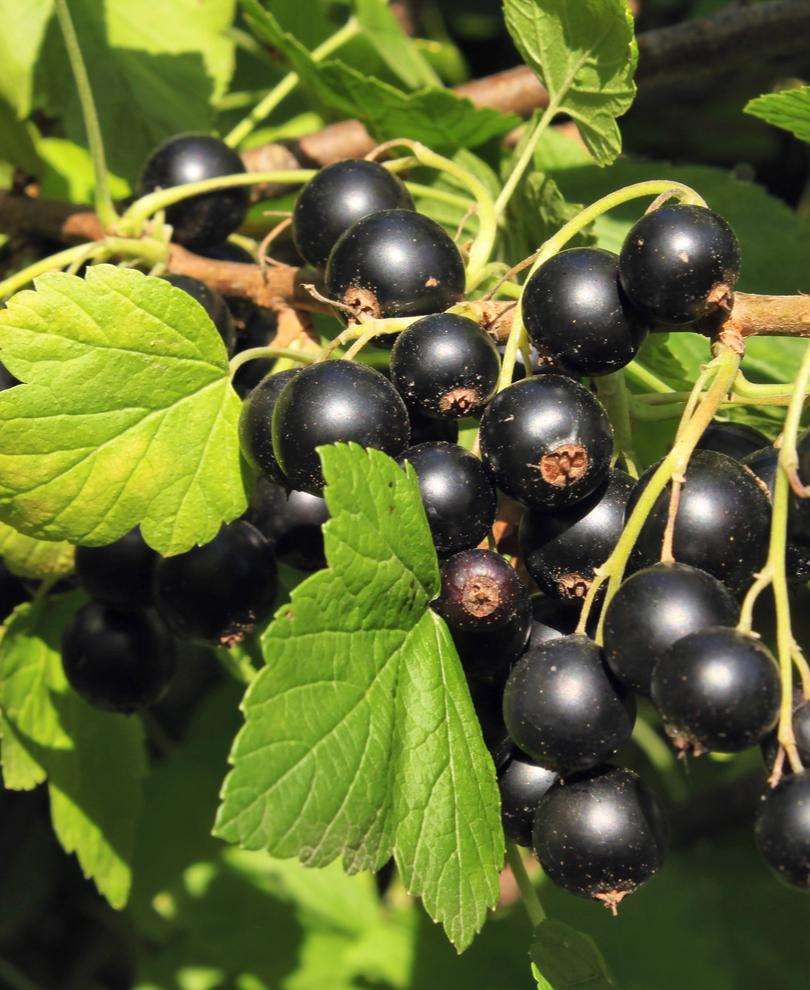 Hill's Kiev Select Black Currant