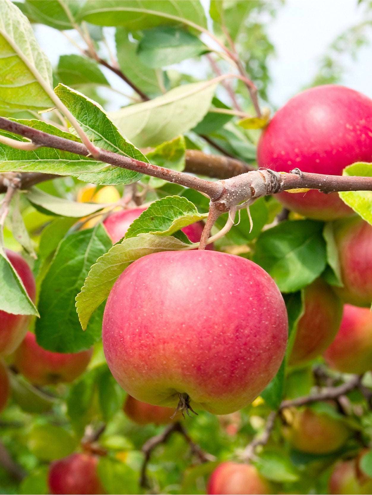 Cherry Cox Apple