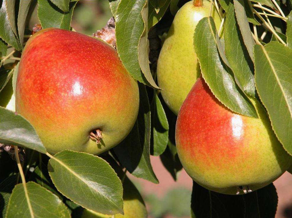 Gem European Pear