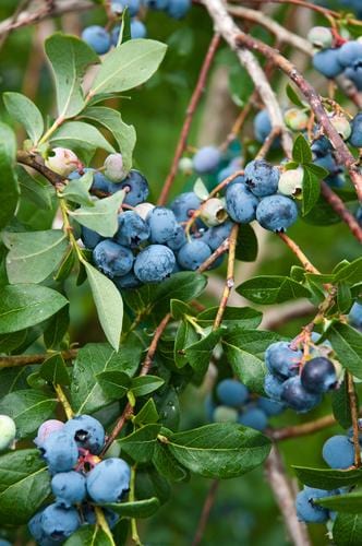Patriot Blueberry