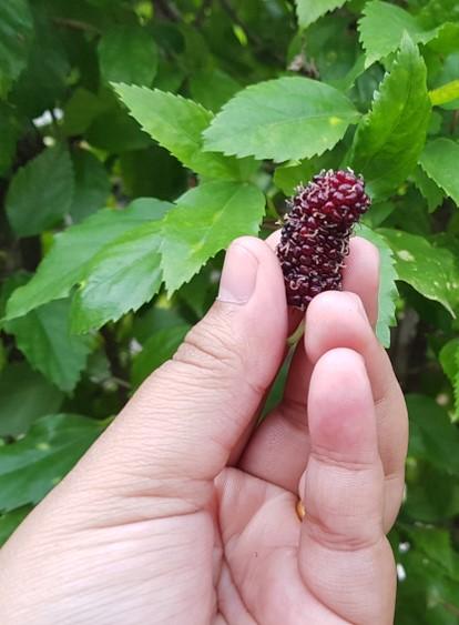 Shangri La Mulberry