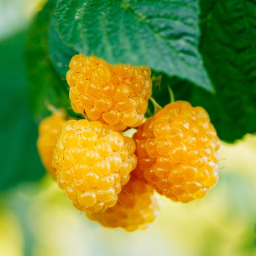 Anne Golden Raspberry