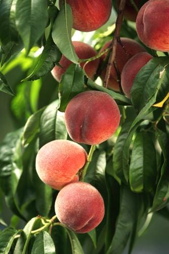 El Dorado Peach - Miniature
