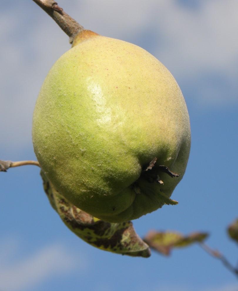 Smyrna Quince