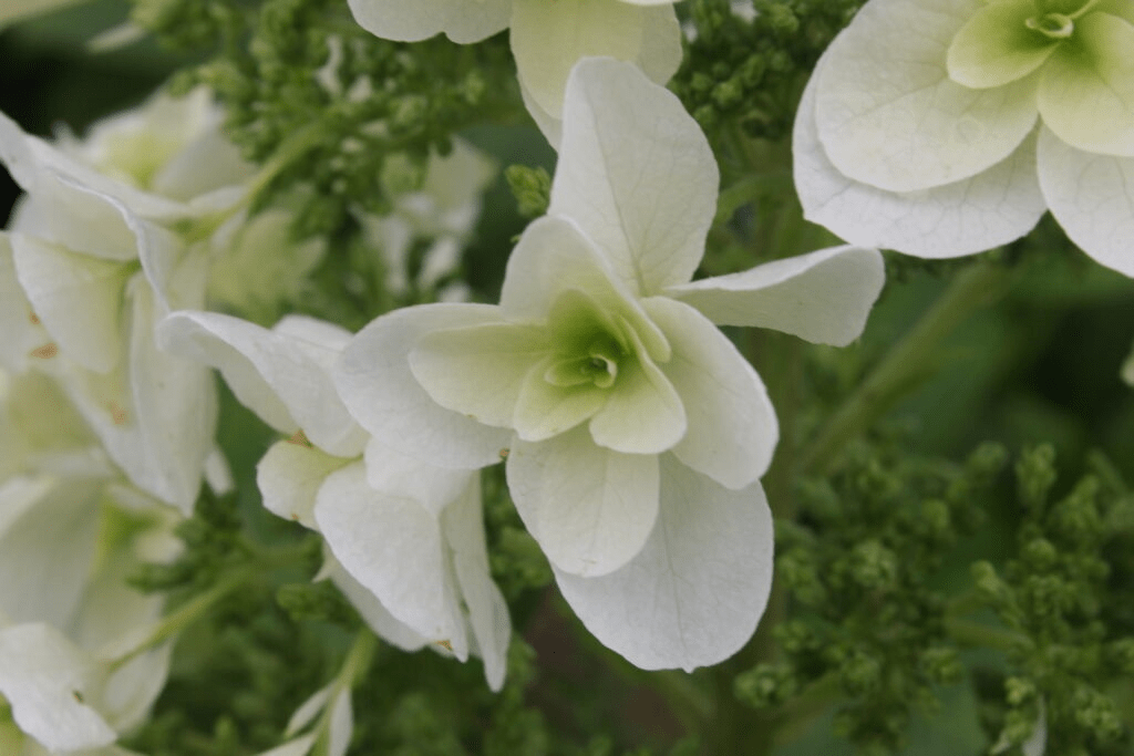 Snowflake Hydrangea