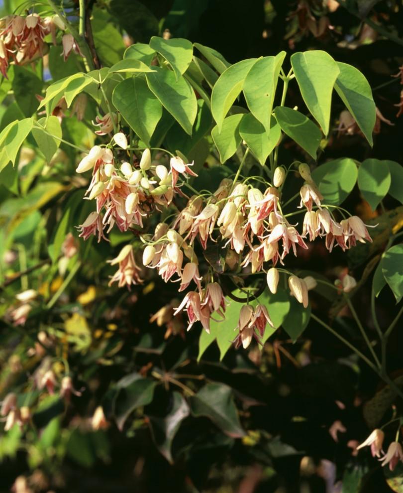 Stauntonia Vine