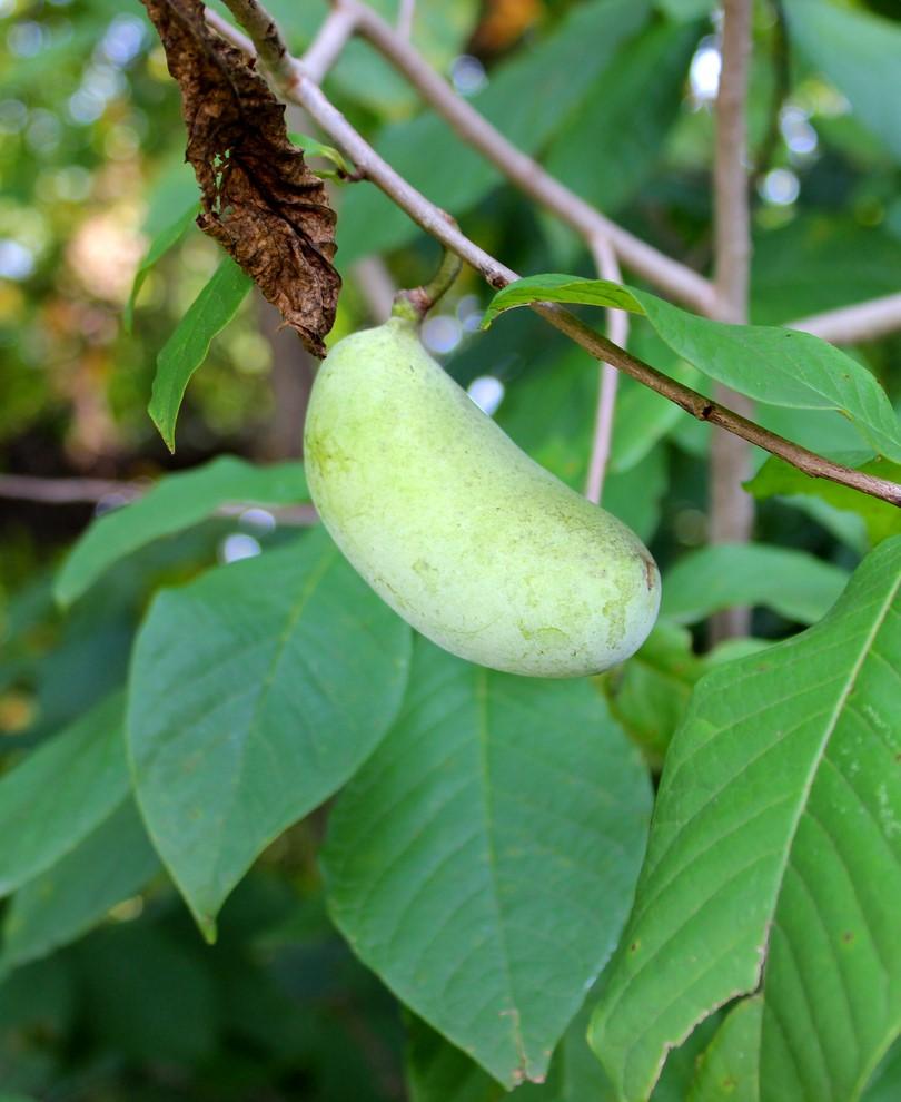 Sunflower Paw Paw