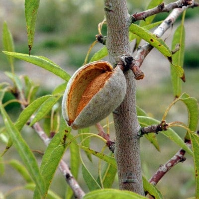  Seaside™ Almond