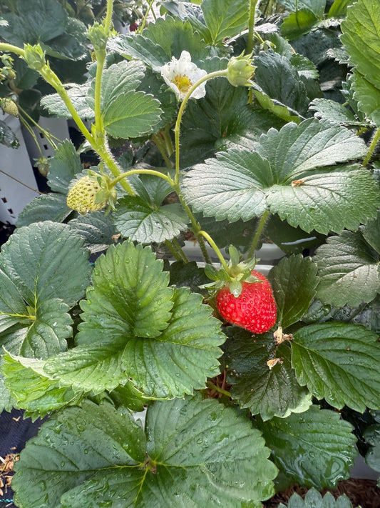 Bushel And Berry® Snowy Belle™ Strawberry